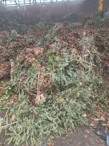 christmas trees in a recycling bay with other green waste