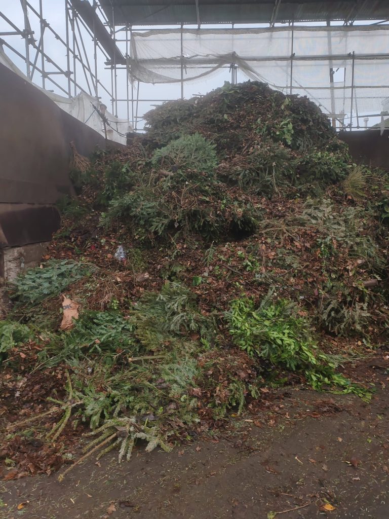 christmas trees in a heap with other green waste in a recycling bay at a waste transfer station, waiting for composting.